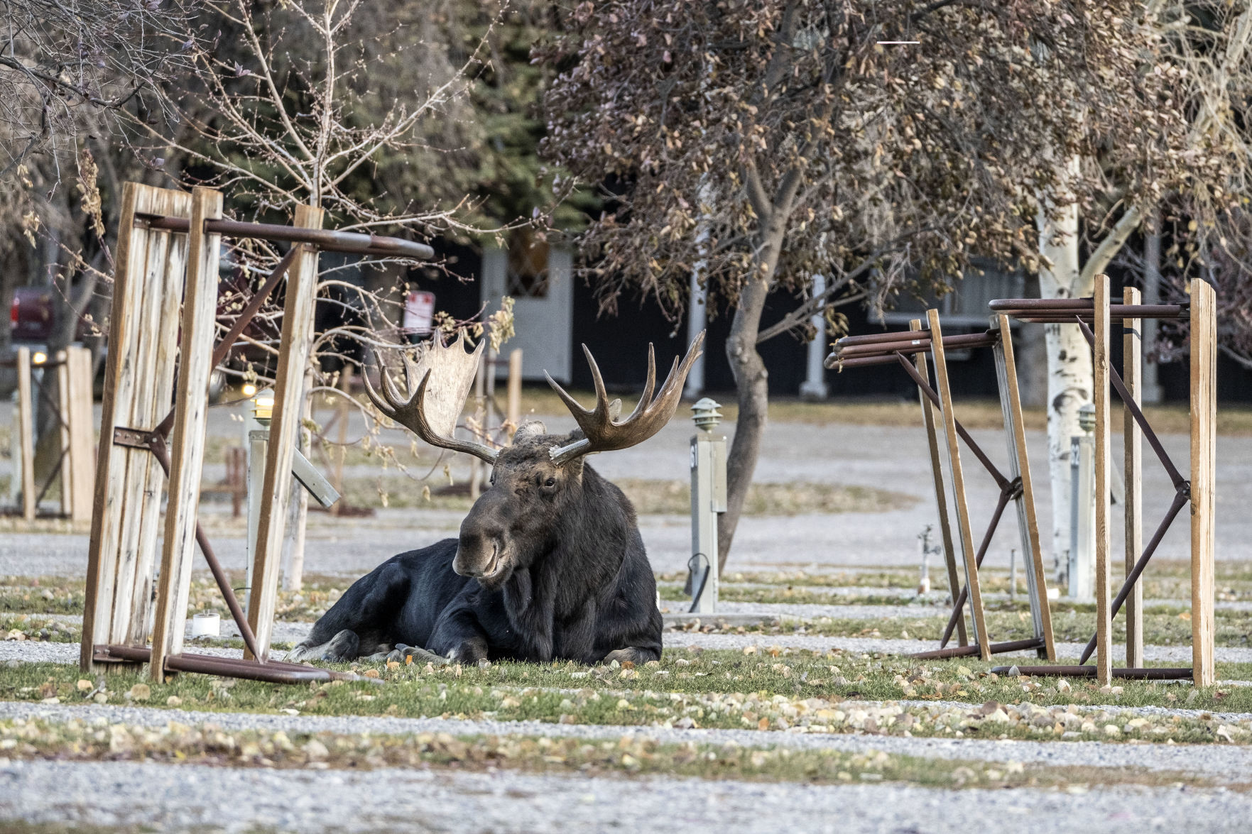 Bull moose at Virginian RV Park